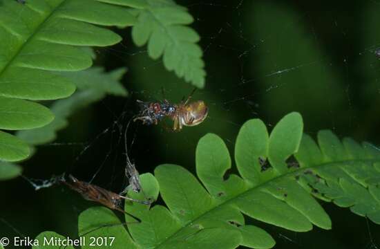 Image of Six-spotted Yellow Orbweaver