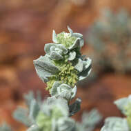 Image of gibber saltbush