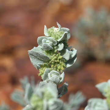 Imagem de Atriplex fissivalvis F. Müll.