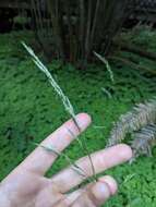 Image of Alaska oniongrass