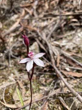 Image of Elegant Caladenia