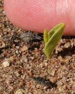 Image of <i>Ophioglossum <i>polyphyllum</i></i> var. polyphyllum