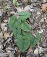 Image of Asarum nipponicum Maekawa