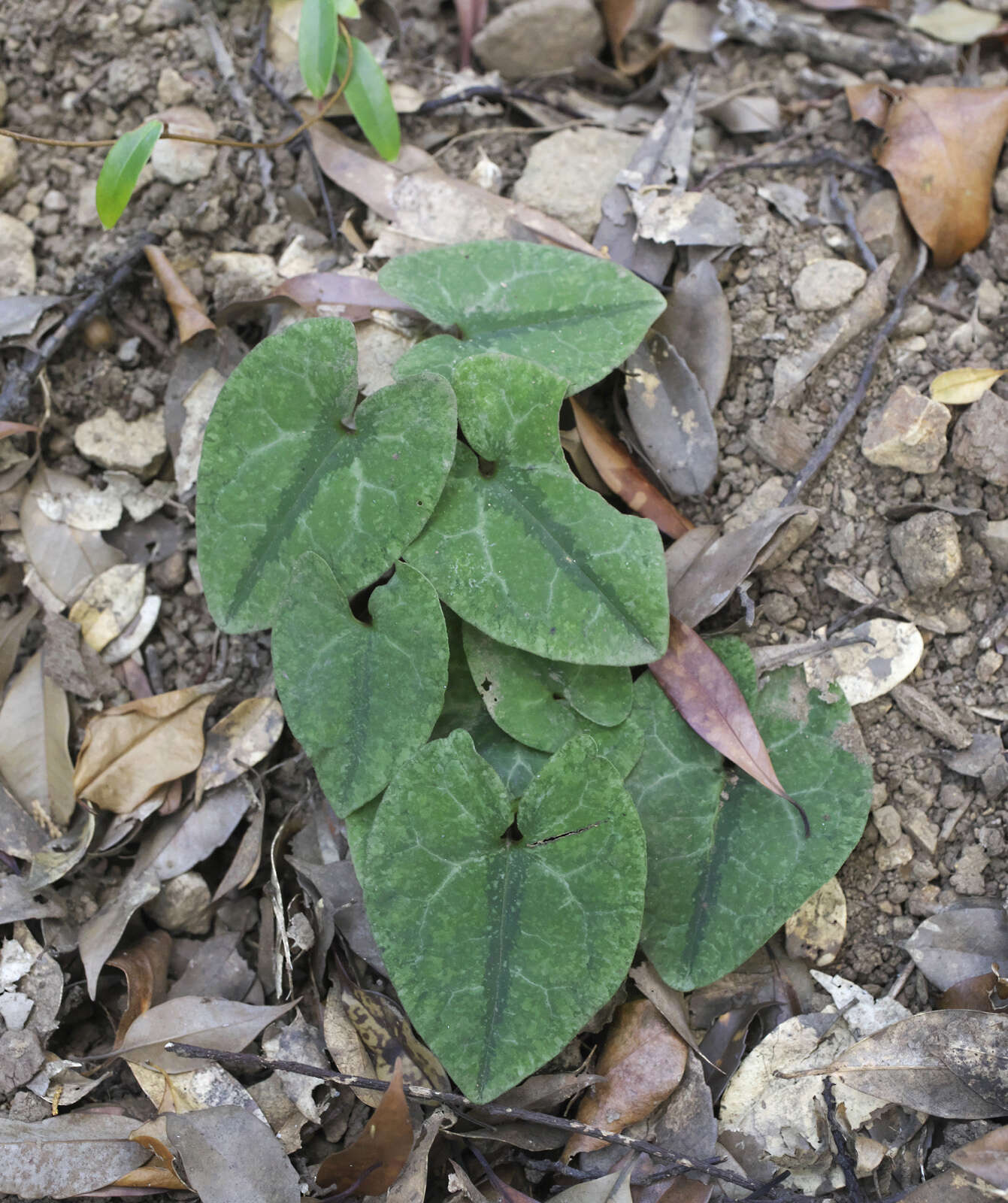 Image of Asarum nipponicum Maekawa