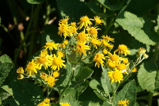 Image of Alpine Ragwort