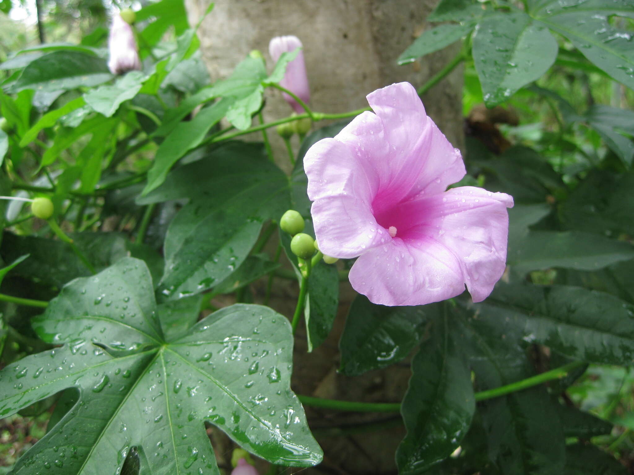 Sivun Ipomoea mauritiana Jacquin kuva