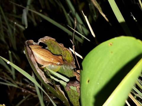 Imagem de Dendropsophus sanborni (Schmidt 1944)