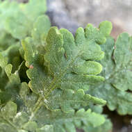 Image of Maxon's goldback fern