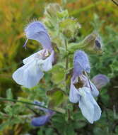 Image of Salvia africana L.