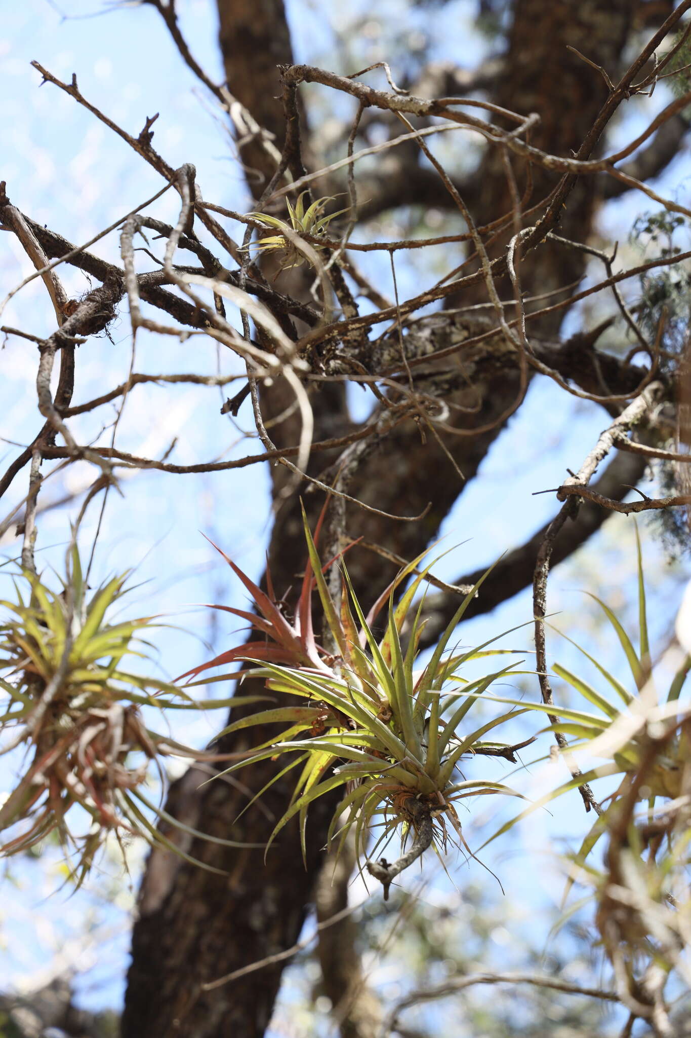 Imagem de Tillandsia capitata Griseb.