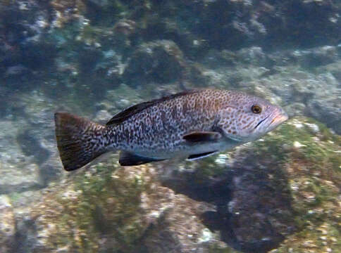 Image of Colorado Grouper