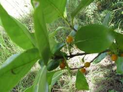 Image of Coprosma macrocarpa Cheeseman