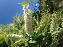 Image de Veronica salicifolia G. Forster