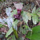 Image of Tacca integrifolia Ker Gawl.