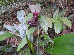 Image of Tacca integrifolia Ker Gawl.