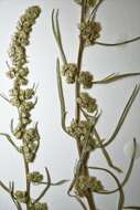 Image of Artemisia campestris subsp. canadensis (Michx.) Scoggan