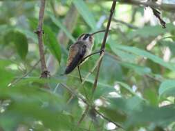 Image of Long-billed Hermit