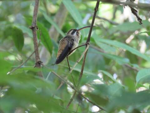 Image of Long-billed Hermit