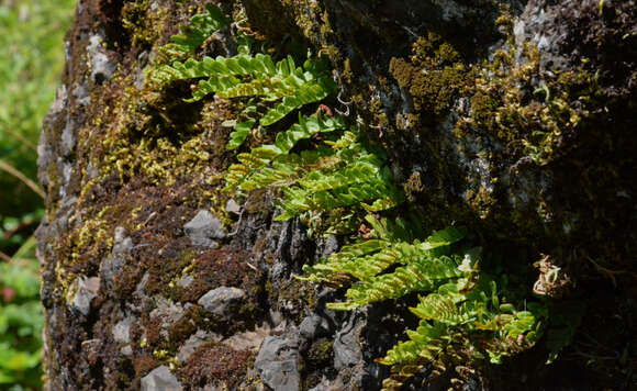 Image de Polypodium amorphum Suksdorf