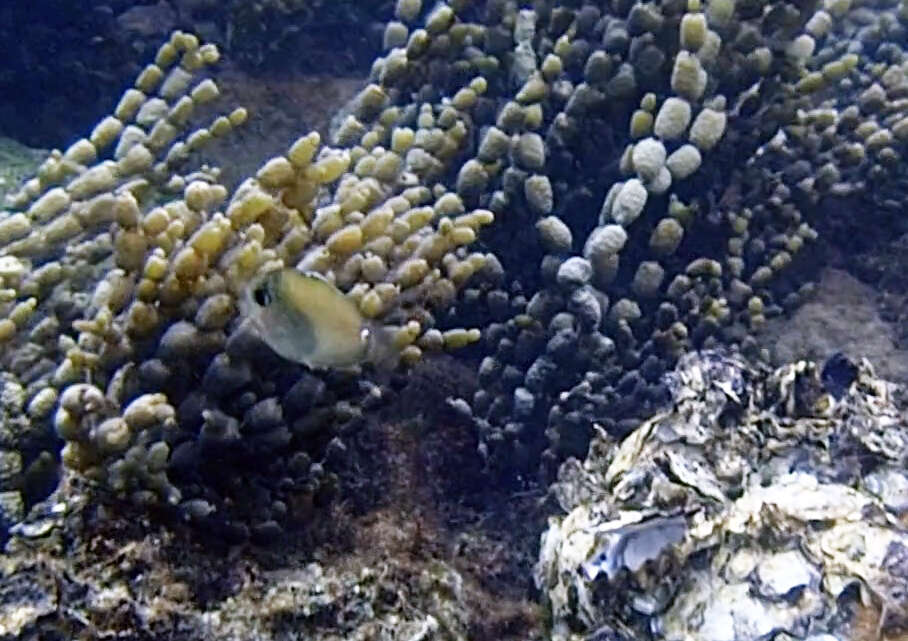 Image of Banded Unicornfish