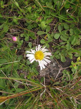 Image of Noticastrum decumbens (Baker) Cuatrec.