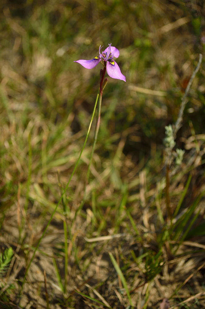 Слика од Moraea algoensis Goldblatt