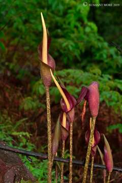 Amorphophallus commutatus (Schott) Engl. resmi