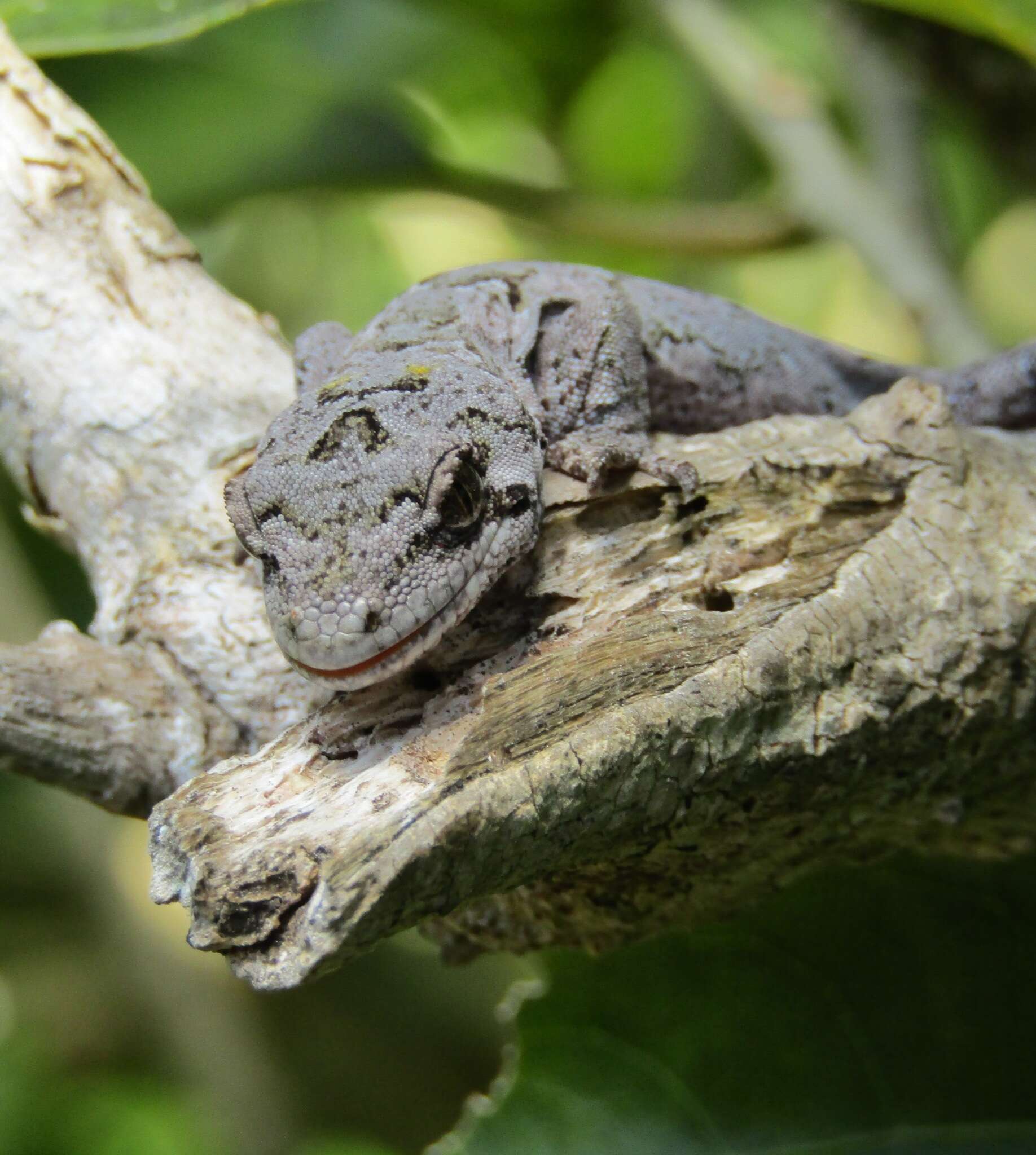 Image of Mokopirirakau Nielsen, Bauer, Jackman, Hitchmough & Daugherty (2011)