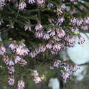 Imagem de Erica venustiflora subsp. glandulosa E. G. H. Oliver