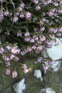 Imagem de Erica venustiflora E. G. H. Oliver