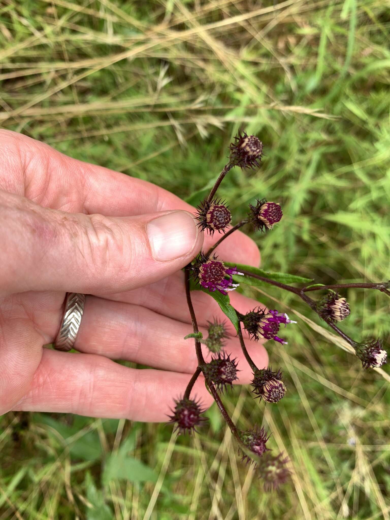 Image de Vernonia glauca (L.) Willd.