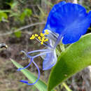 Commelina lukei Faden的圖片