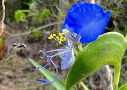 Image of Commelina lukei Faden