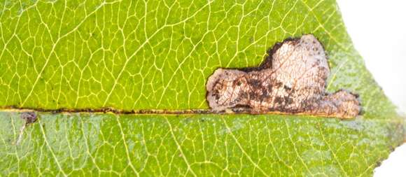 صورة Stigmella rhamnicola (Braun 1916) Newton et al. 1982