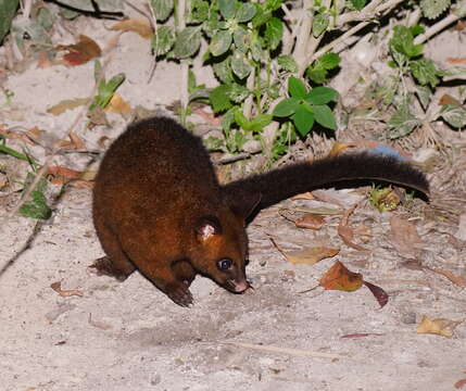 Image of Coppery Brushtail Possum