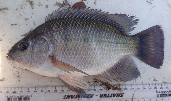 Image of Threespot Tilapia