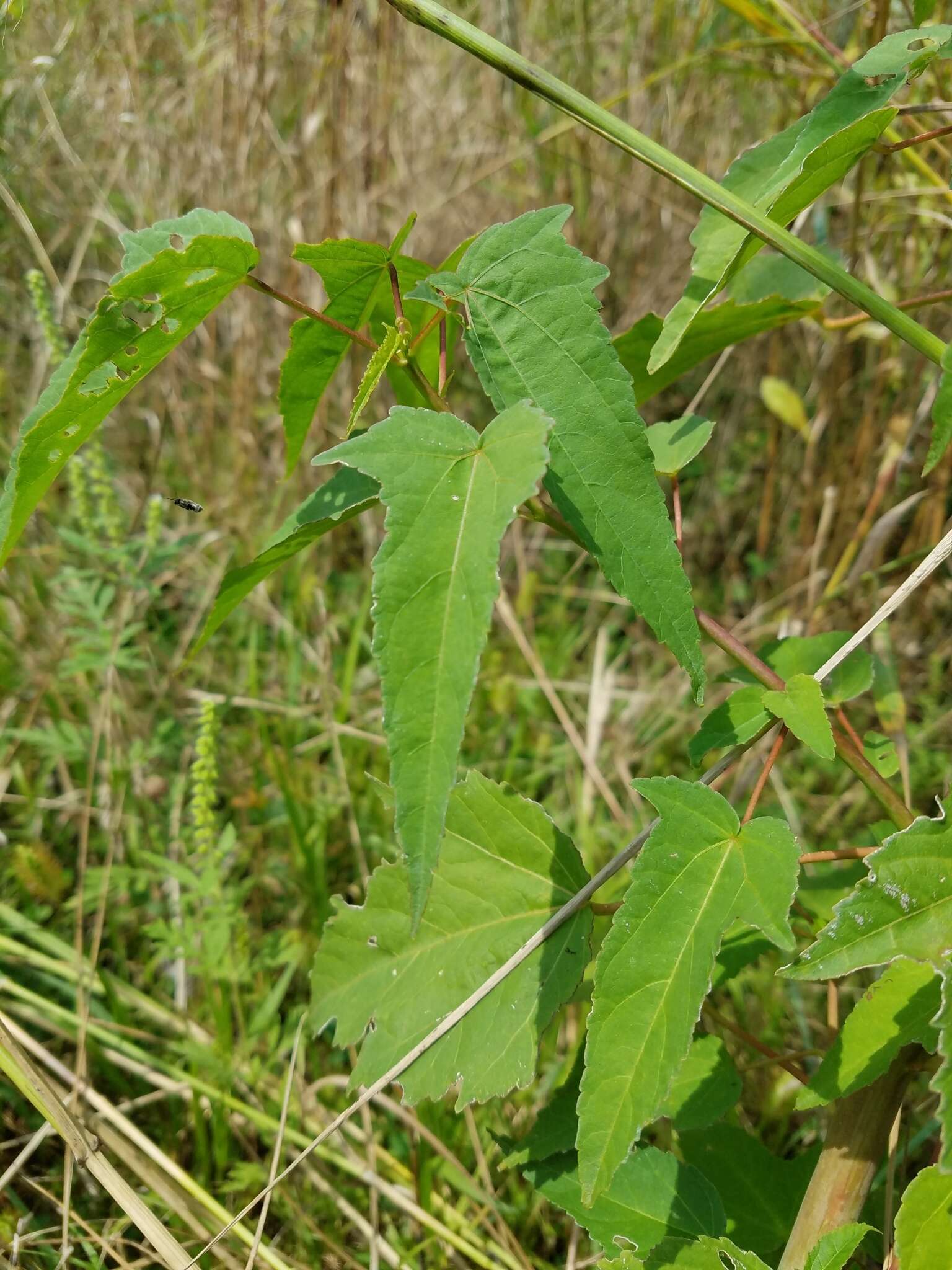 Image of halberdleaf rosemallow