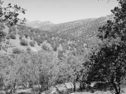 Image of Brant's oak