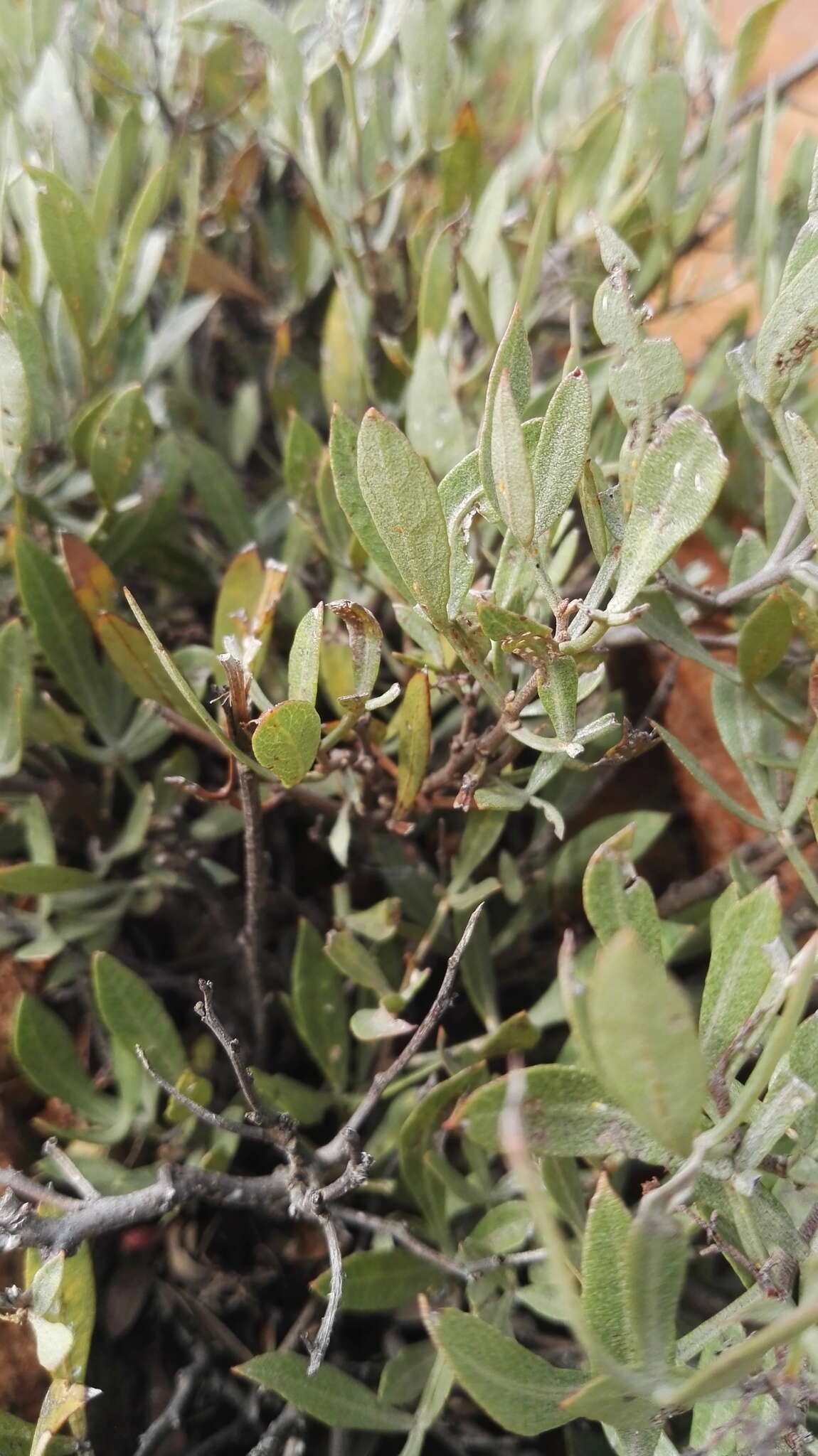 Image of Searsia magalismontana subsp. magalismontana