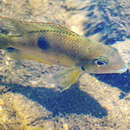 Image of Thorichthys panchovillai