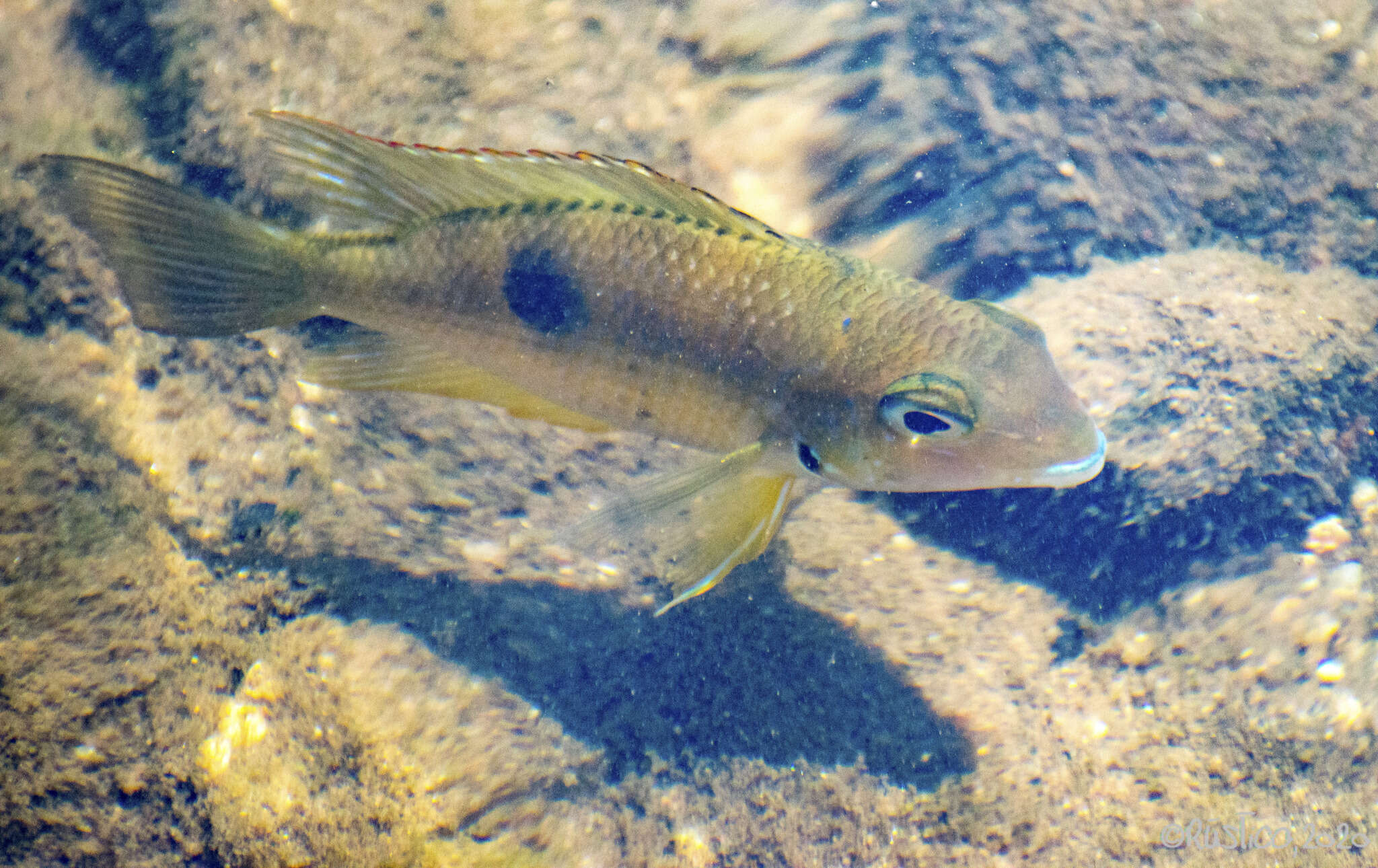 Image of Thorichthys panchovillai