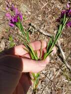 Polygala virgata Thunb.的圖片