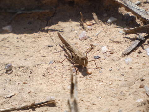 Trimerotropis gracilis (Thomas & C. 1872) resmi