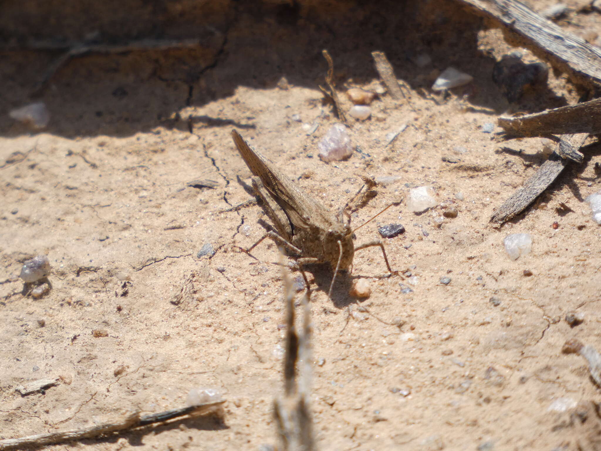 Trimerotropis gracilis (Thomas & C. 1872)的圖片