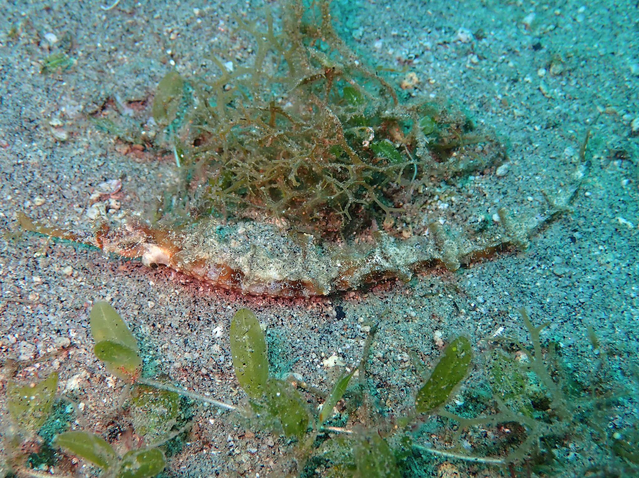 Image of Dusky Pipefish