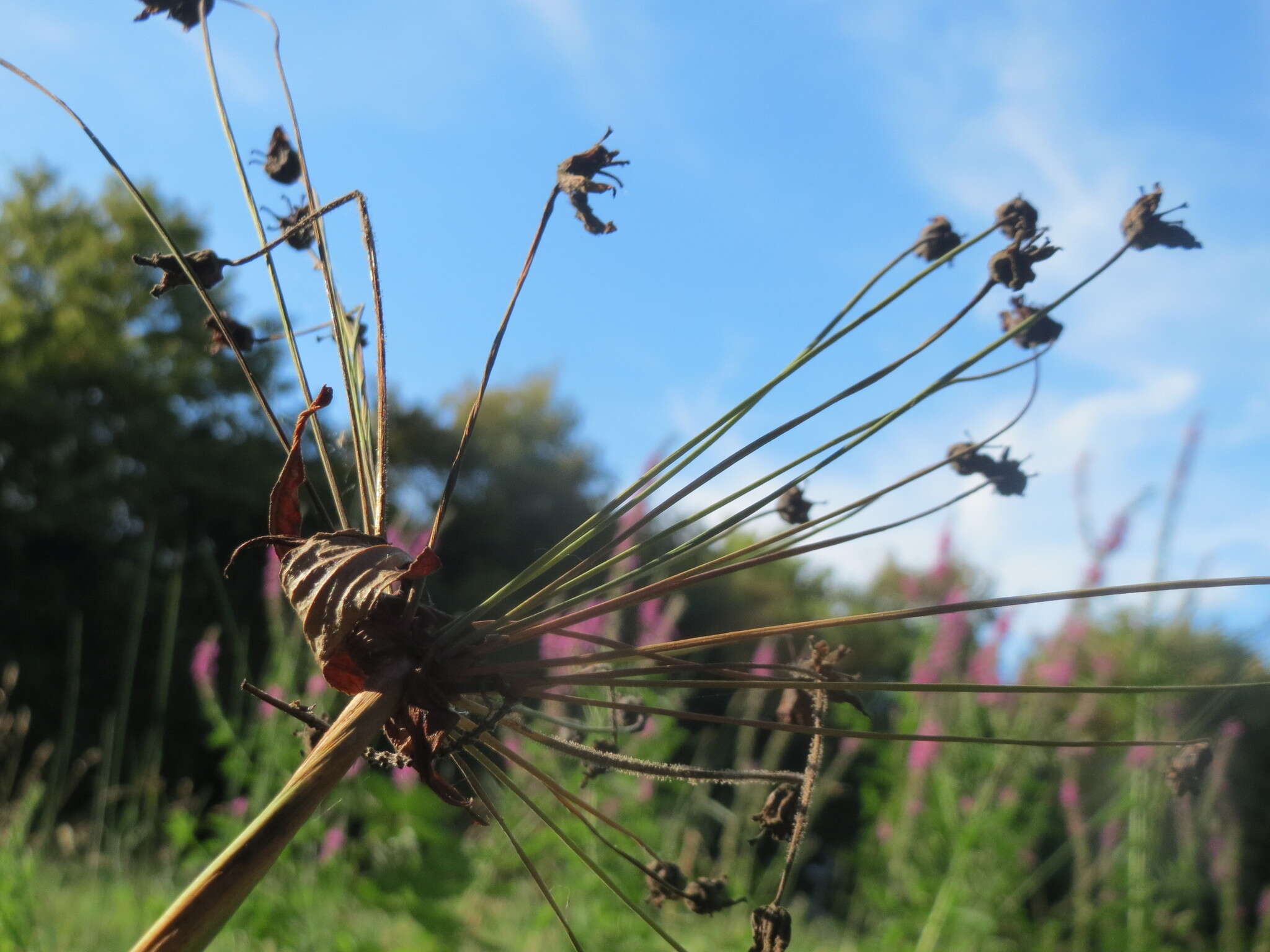 Image of flowering rush family