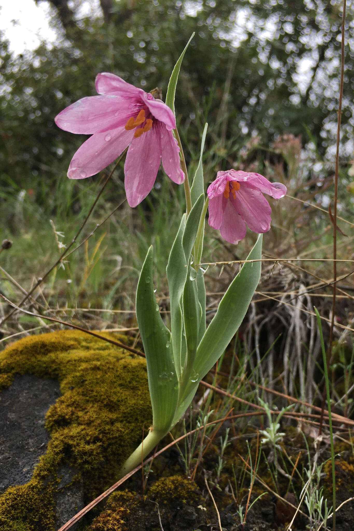 Image of adobe lily