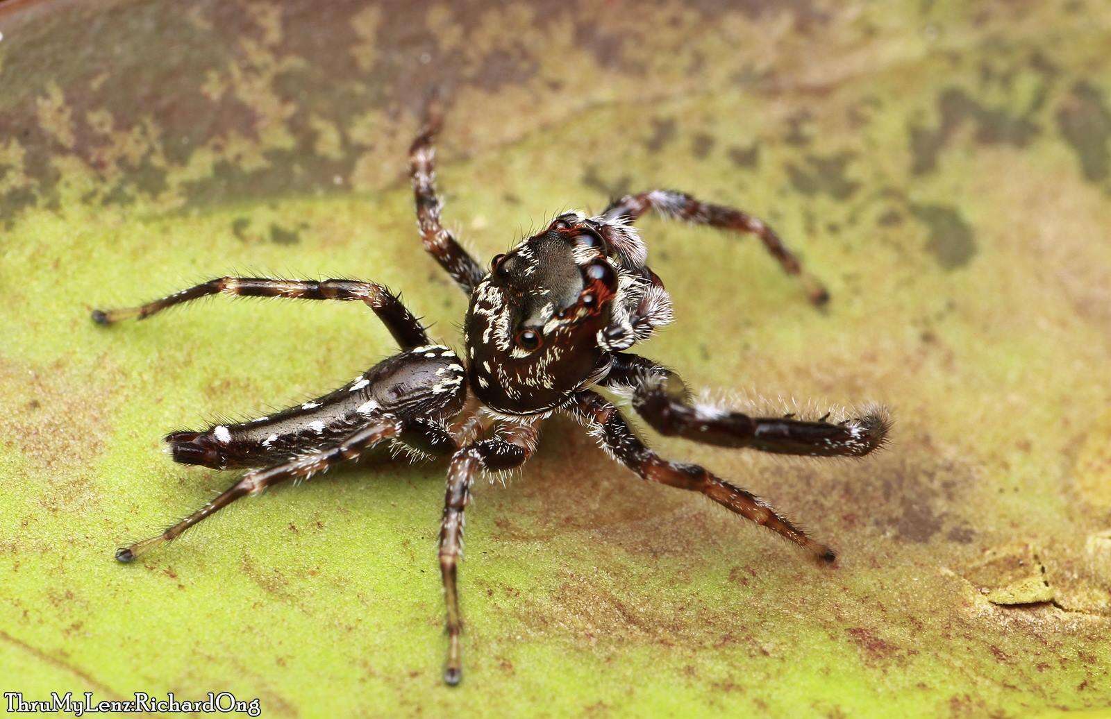 Image of Bavia sexpunctata (Doleschall 1859)