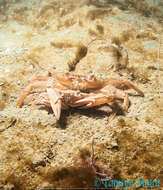 Image of blue-leg swimcrab