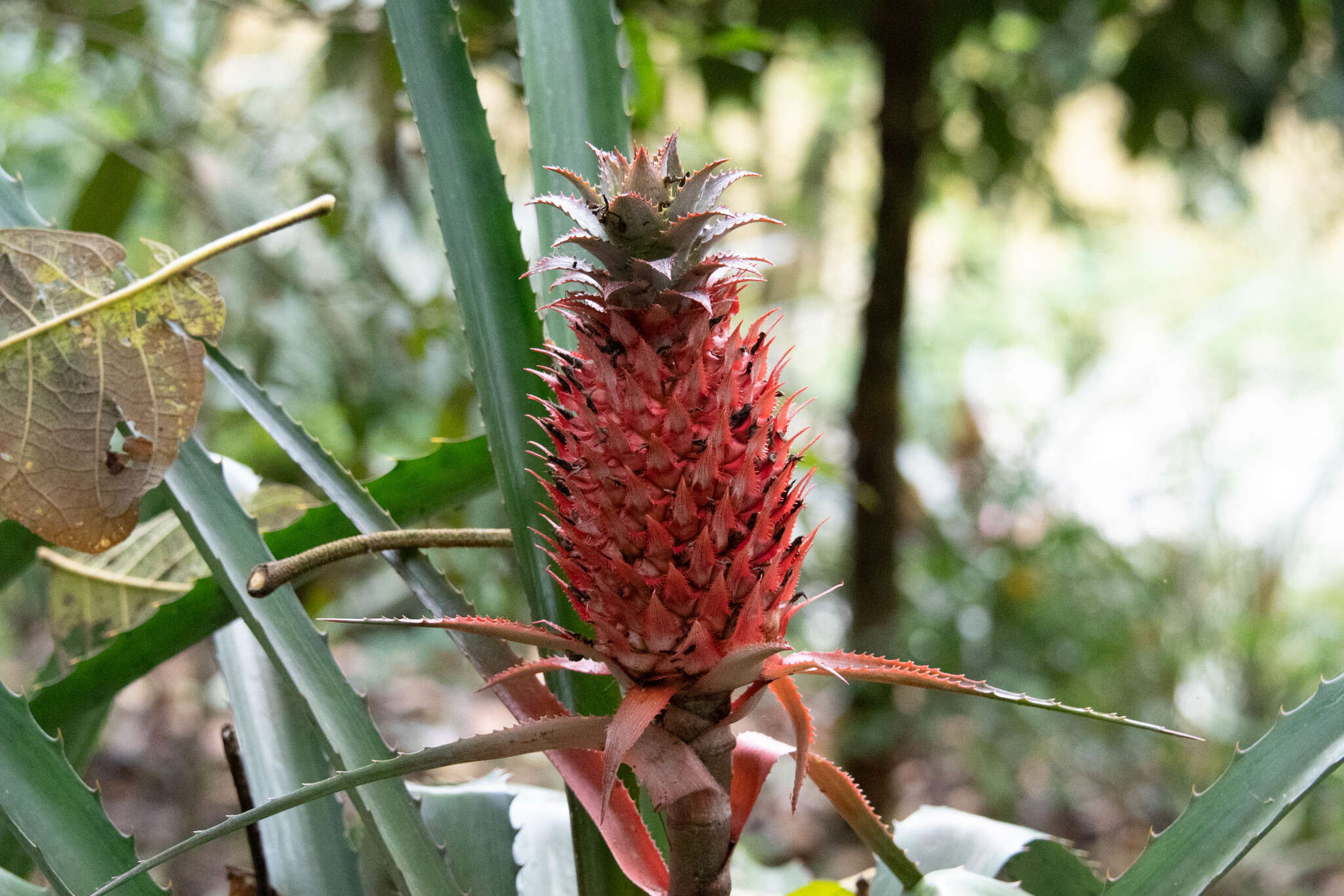 Image of Ananas comosus var. bracteatus (Lindl.) Coppens & F. Leal